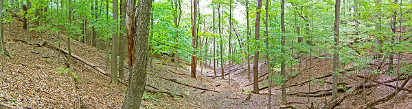 Wooded gully at Irondequoit Bay Park West