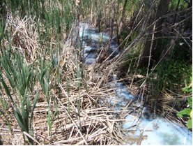 Illicit Discharge Example - Water in Tall Grass