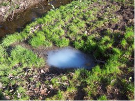 Illicit Discharge Example - Puddle in Moss