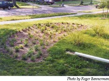 Rain Garden