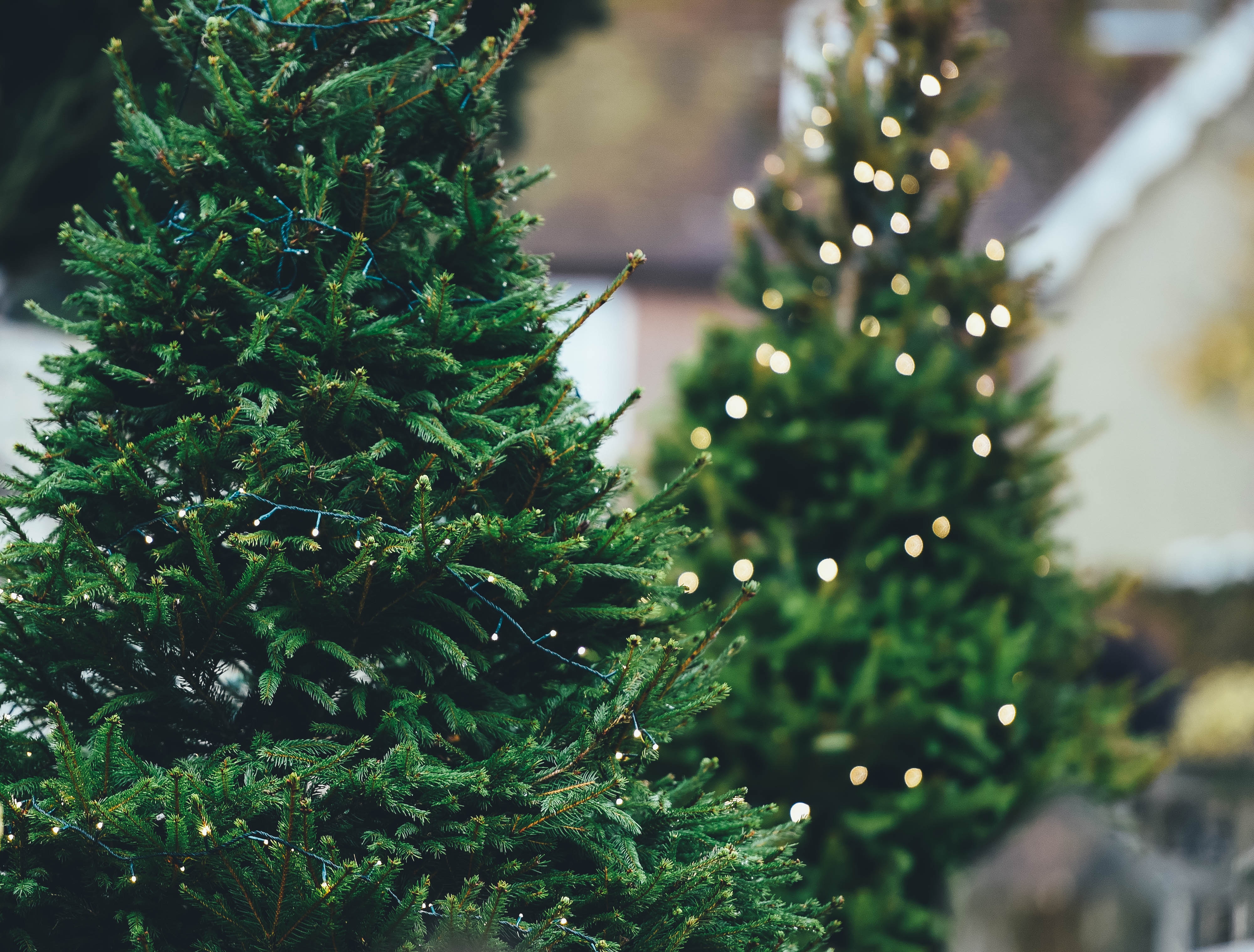 Two pine trees, one with Christmas lights lit