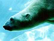 Picture of polar bear at the Seneca Park Zoo.