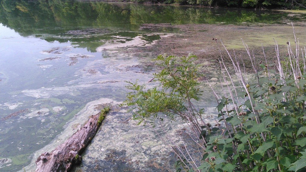 Picture of Harmful Algal Blooms