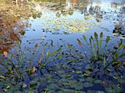 Picture of wetlands.