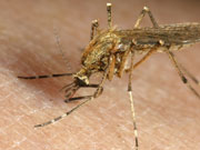 Picture of mosquito