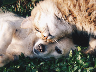 Photo of Dog and Cat
