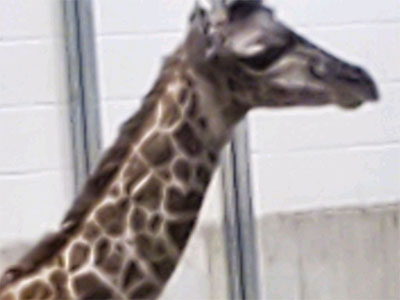 Photo of giraffe