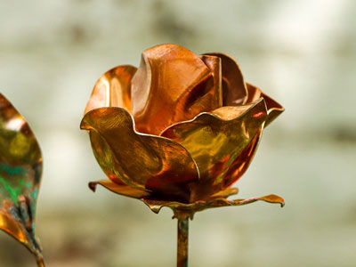 Photo of rose