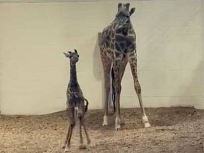 Image of giraffe and mother