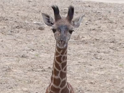 Picture of Giraffe