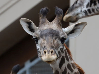 Photo of Giraffe