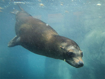 Seal in Water at Zoo