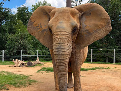 Photo of elephant