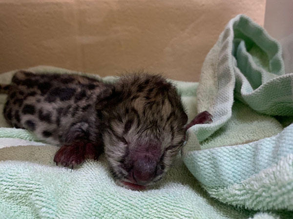 Picture of snow leopard