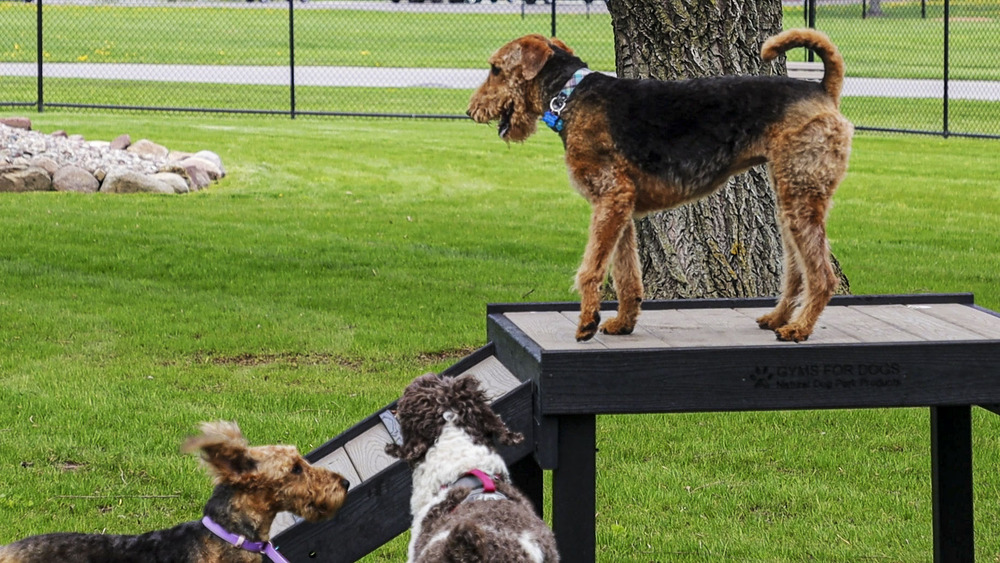 Photo of dog on platform