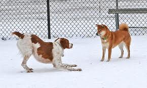 Image of dogs playing in park