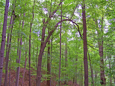 Trees arching over a trail at Irondequoit Bay Park West