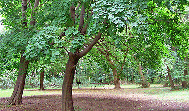 Image of Trees at Greece Canal Park