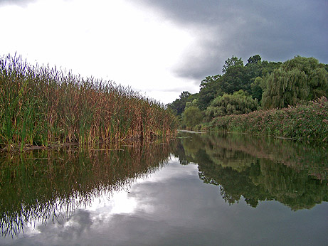 Marshy area filled with cattails at Lucien Morin Park