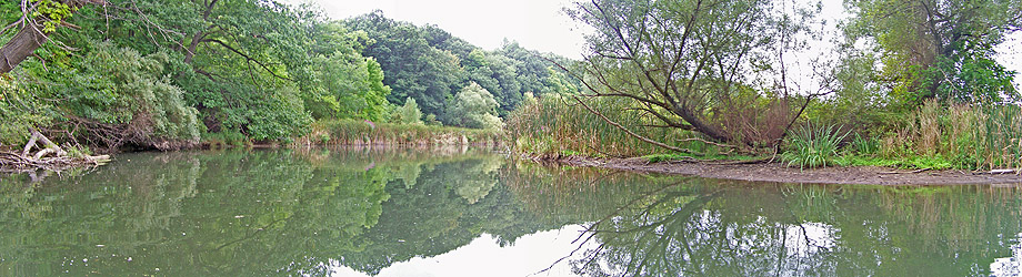 Marshy area at Lucien Morin Park