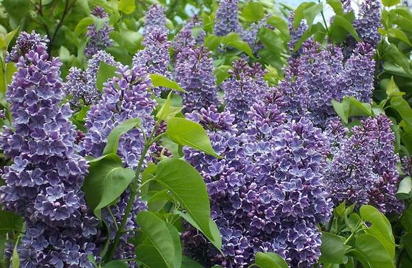Picture of Lilacs
