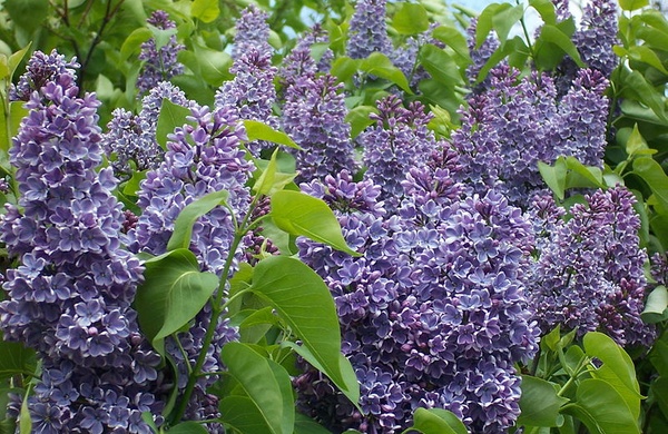 Lilac Festival in Rochester, New York - 2025