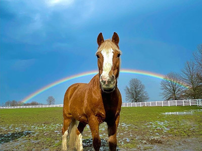 Photo of horse