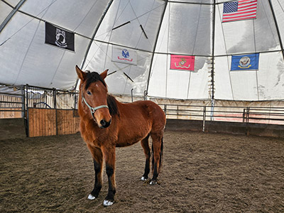 Photo of horse