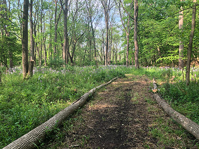 Photo of nature trail