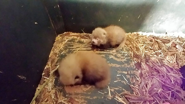 Photo of the cutest 2 Red Panda cubs