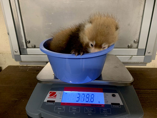 Photo of the cutest Red Panda cub being weighed 