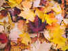 Fall Leaves Photo