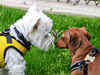 Photo of 2 dogs